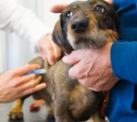 Dog receiving vaccination Dog receiving vaccination
