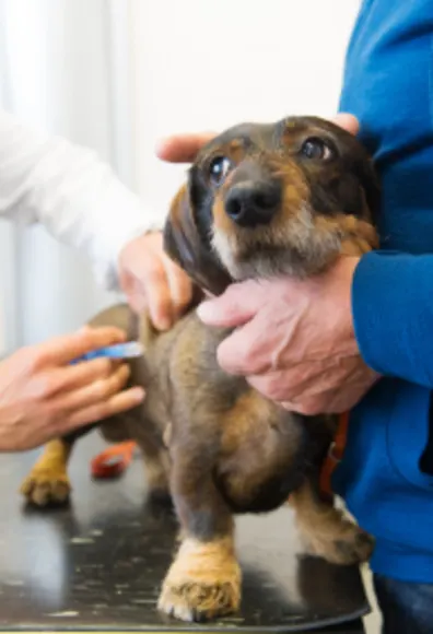 Dog receiving vaccination Dog receiving vaccination