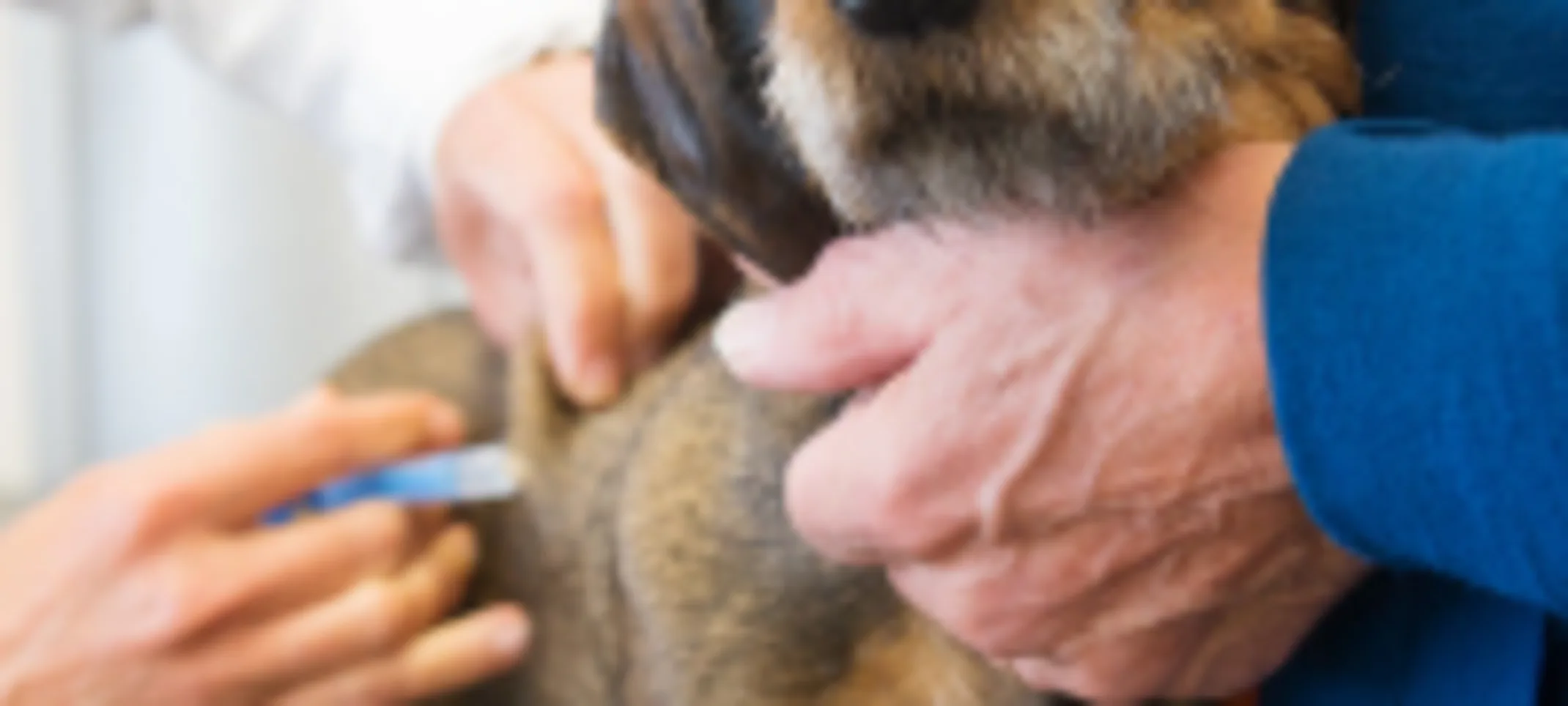 Dog receiving vaccination Dog receiving vaccination