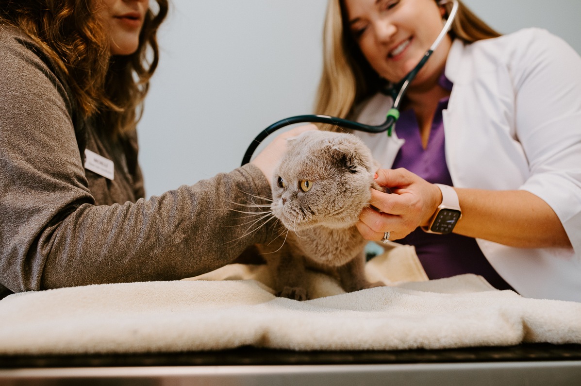 Frontier Village Veterinary Clinic staff members with telescope checking out a grey cat on exam table