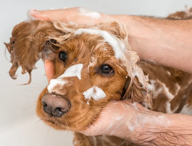 Dog in bathtub