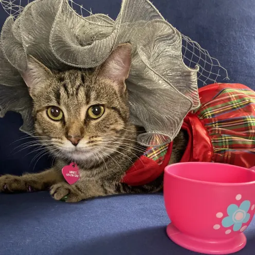 Minks the cat in a hat and with a teacup