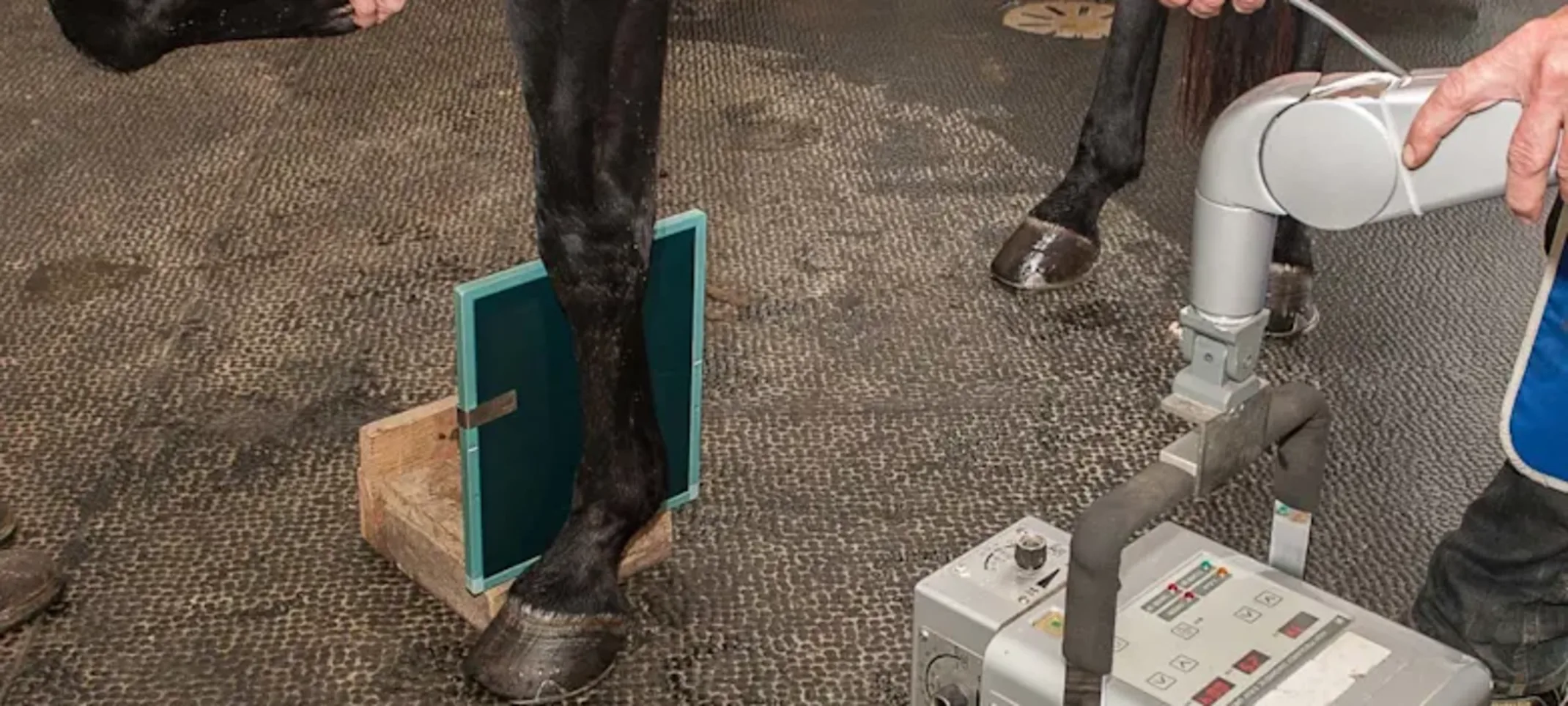 Horse receiving veterinary care Horse receiving veterinary care
