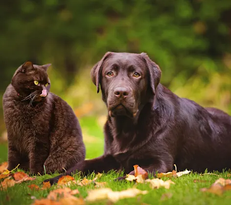 Cat and Dog sitting in grass