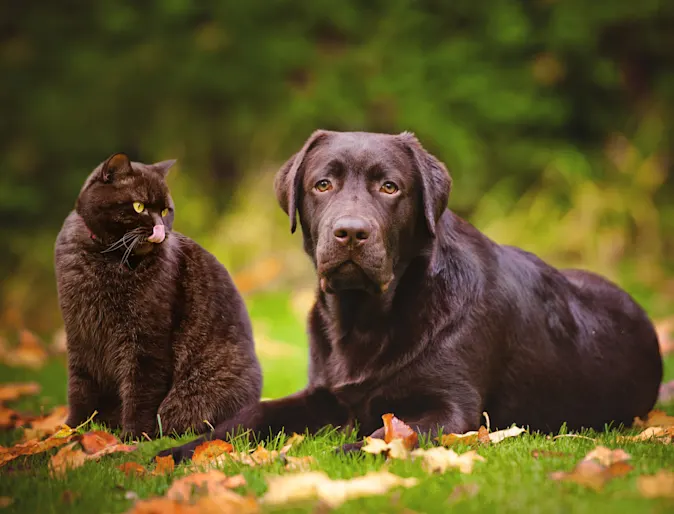 Cat and Dog sitting in grass