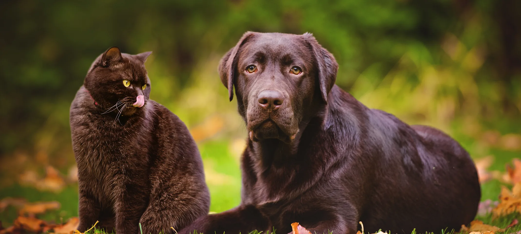 Cat and Dog sitting in grass