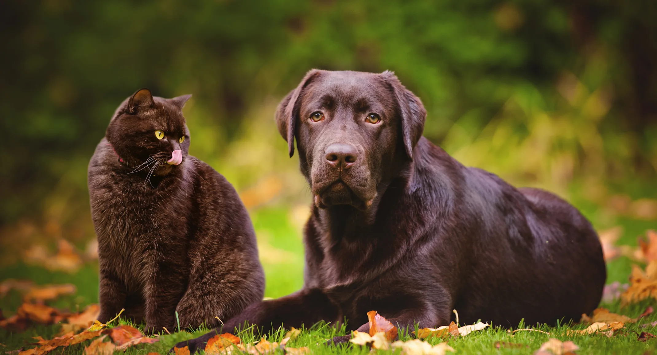 Cat and Dog sitting in grass