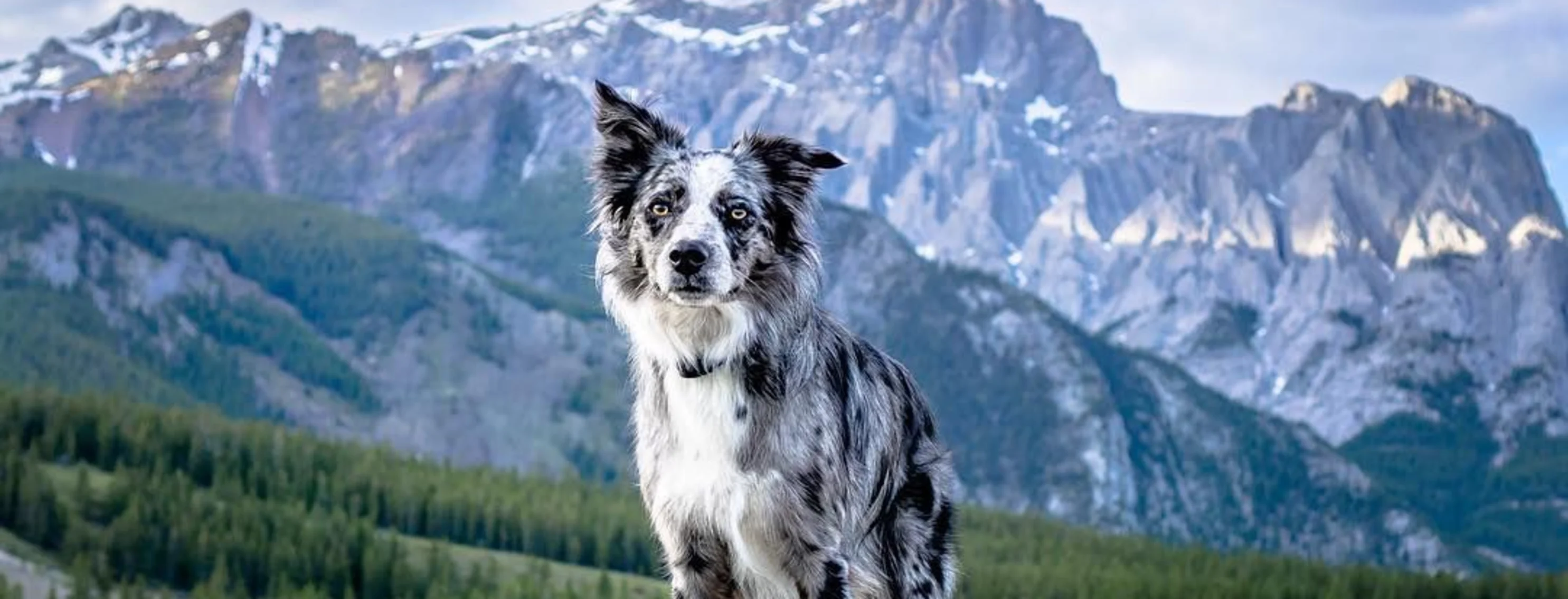 Person snowshoeing with dog