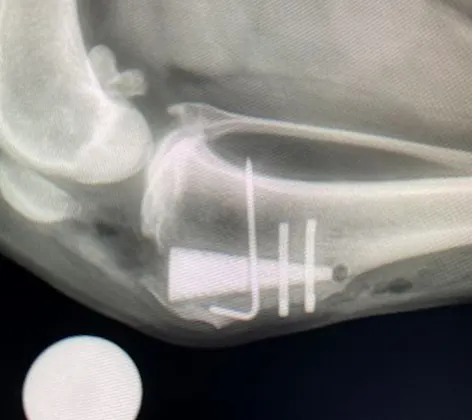 MMP TTA Procedure for Cranial Cruciate (Knee) Disease