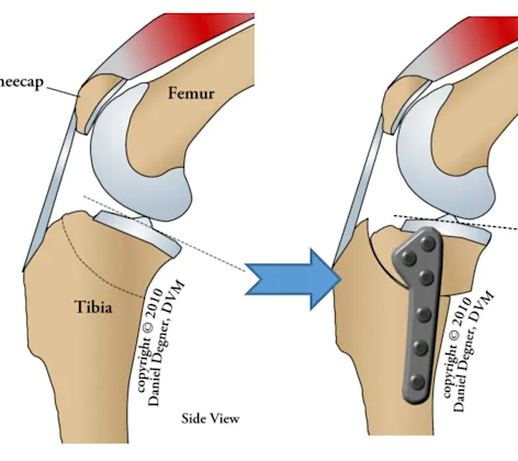 Tibial Plateau Leveling Osteotomy (TPLO) Surgery Diagram Tibial Plateau Leveling Osteotomy (TPLO) Surgery Diagram