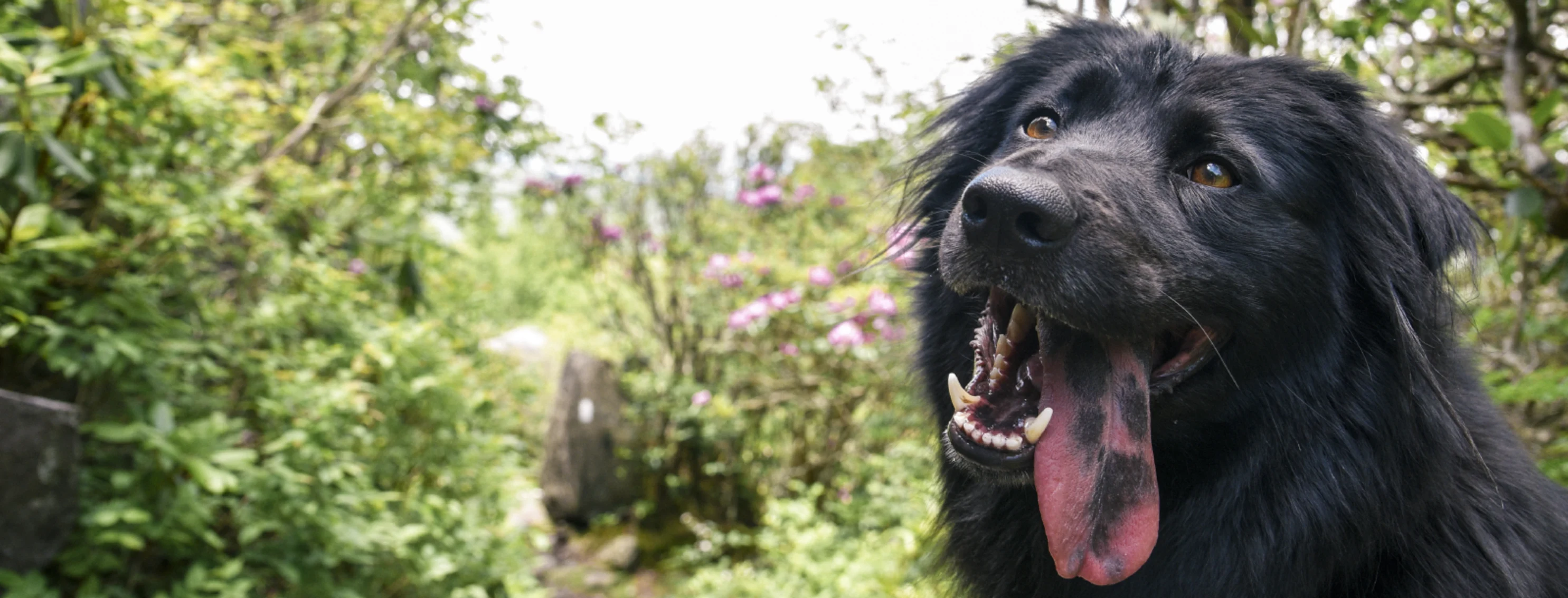 Dog with tongue out Dog with tongue out