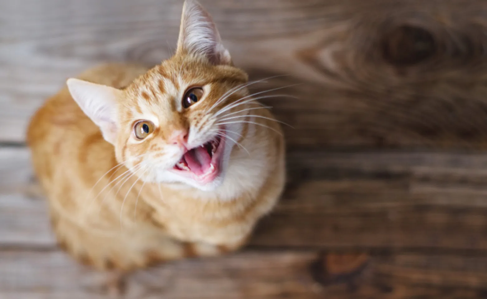 Orange Ginger Cat Meowing Orange Ginger Cat Meowing