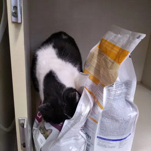 Cat stealing food