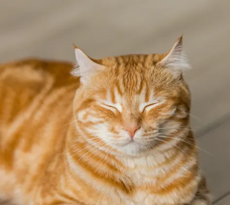 Orange Tabby Cat laying down with its eyes closed on a wooden floor