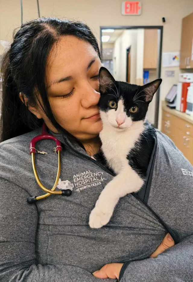 Black and white cat sitting on staff's shoulder. Black and white cat sitting on staff's shoulder.