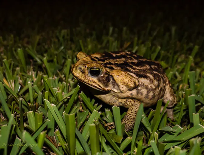 bufo toad standing in grass bufo toad standing in grass