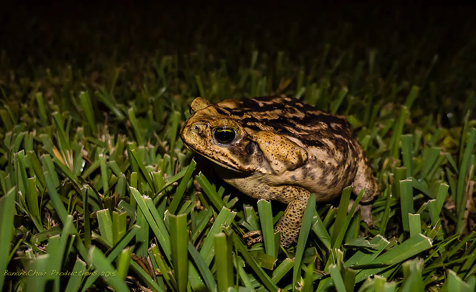 bufo toad standing in grass bufo toad standing in grass