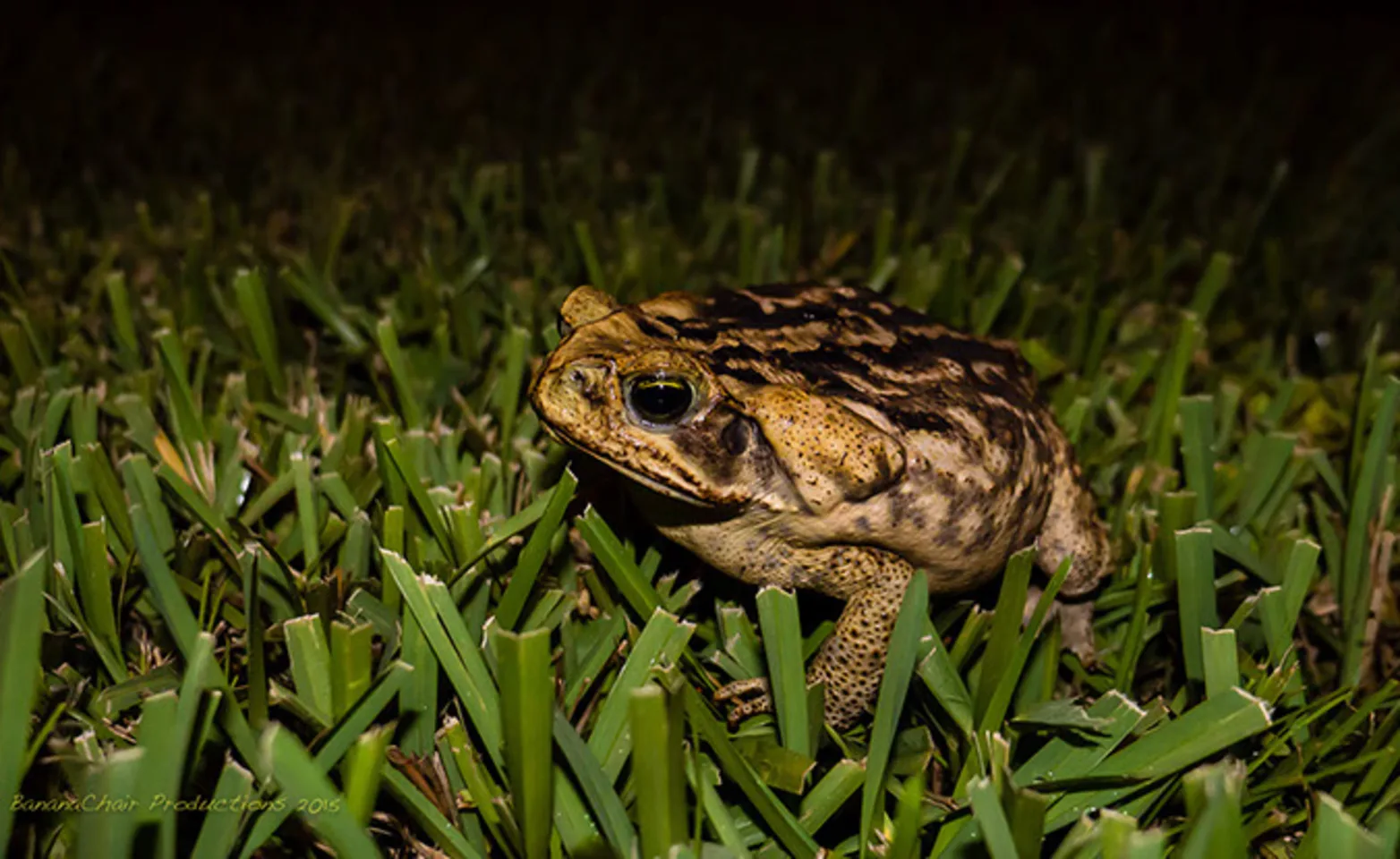 bufo toad standing in grass