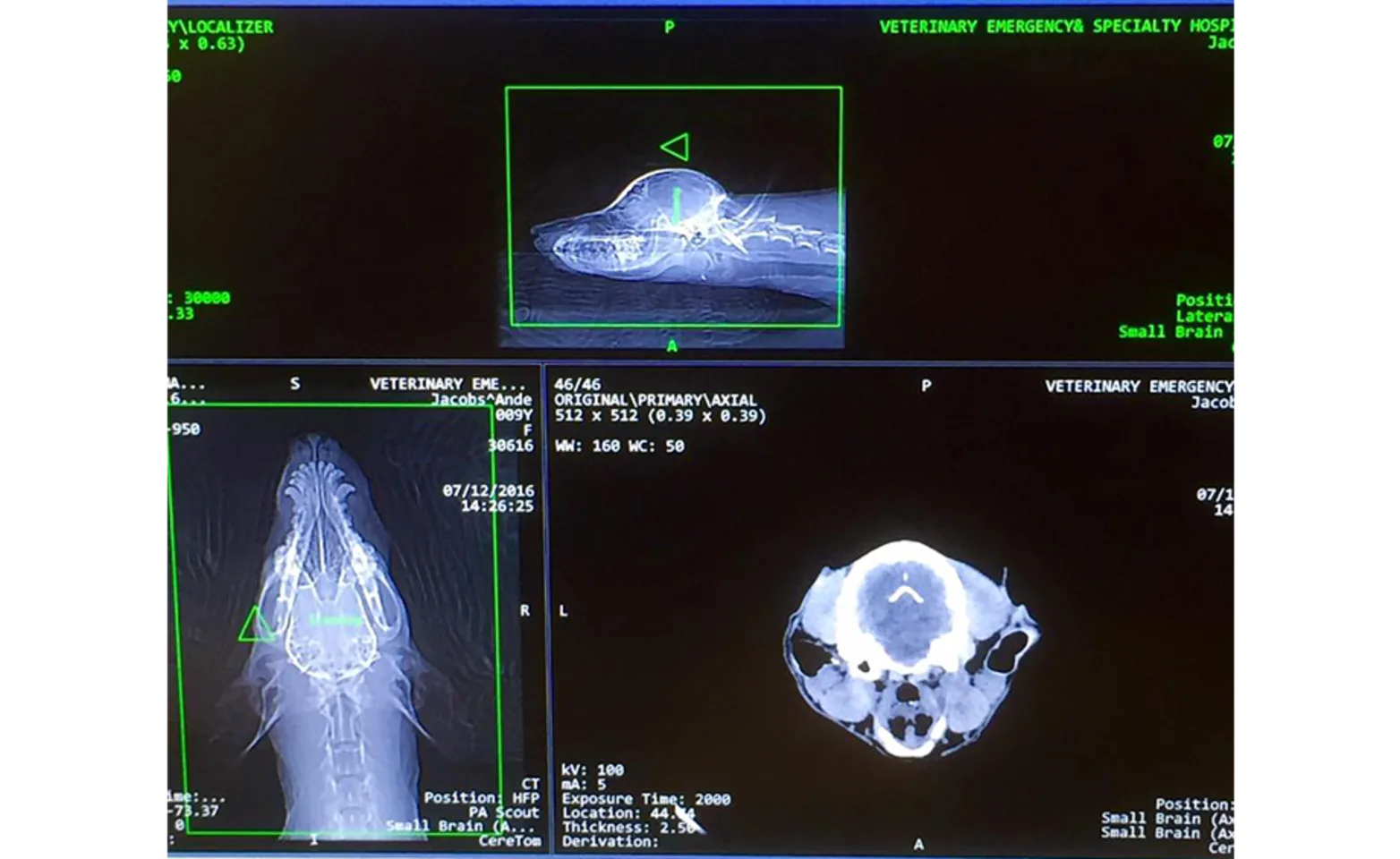 Scan of a dog at Veterinary Emergency and Specialty Hospital