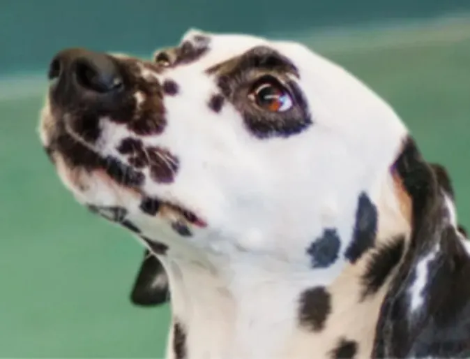 A Dalmatian (Dog) Looking Up at Pooch Hotel