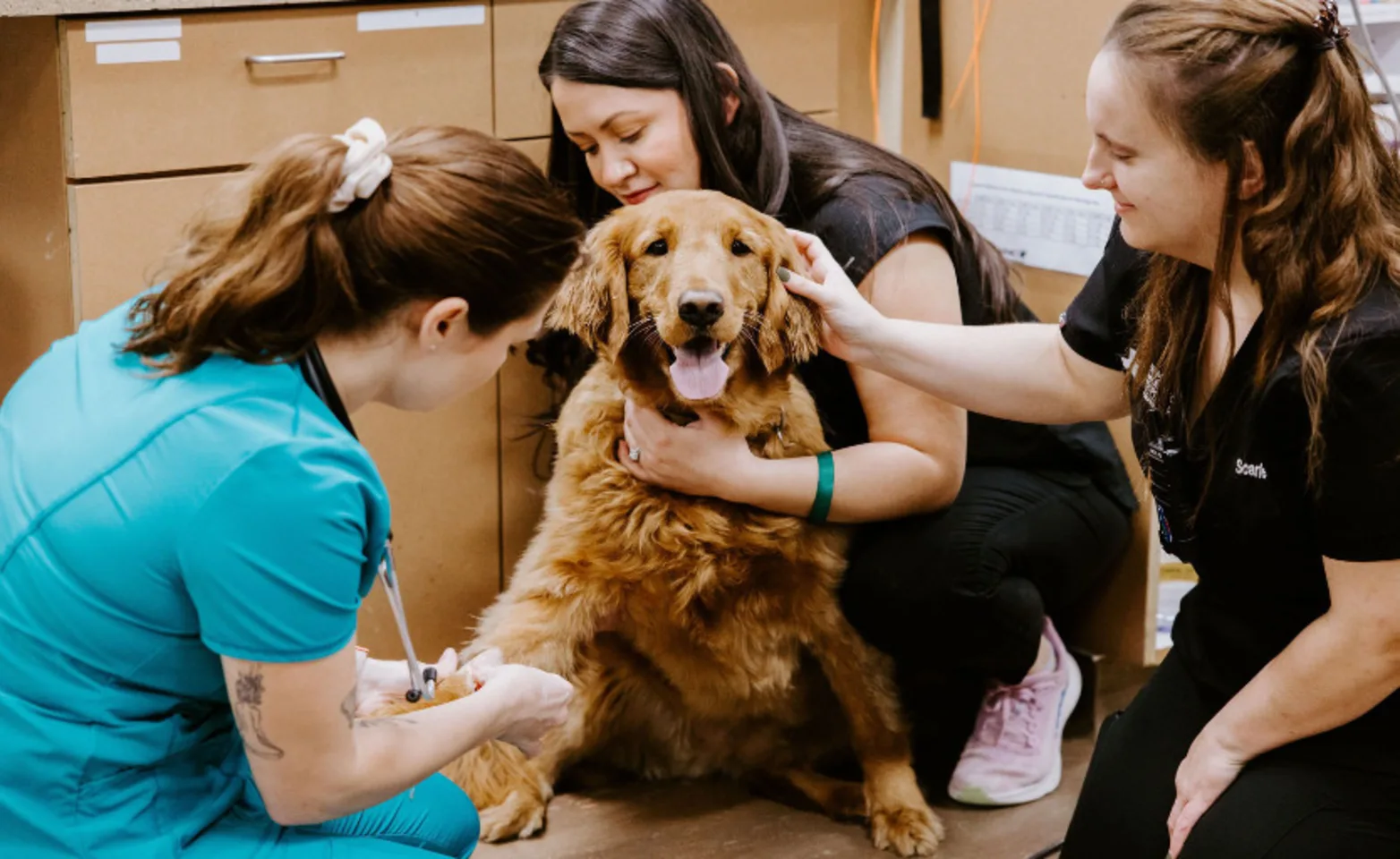 Three staff members tending to a golden retriever. Three staff members tending to a golden retriever.