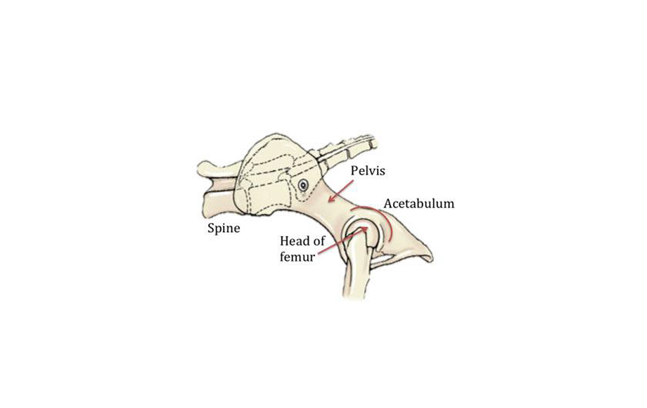 Coxofemoral Hip Luxation Dallas Veterinary Surgical Center