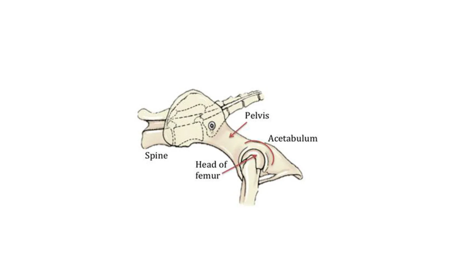 Diagram of a pelvis Diagram of a pelvis