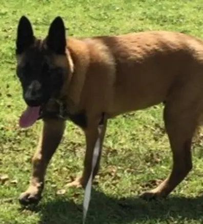 Jonathan's staff photo from Telegraph Canyon Animal Medical Center, whom Jonathan is German Shephard at their facility