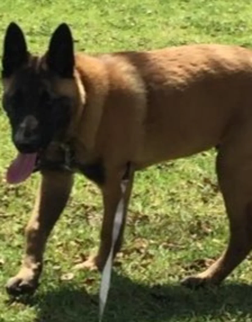 Jonathan's staff photo from Telegraph Canyon Animal Medical Center, whom Jonathan is German Shephard at their facility