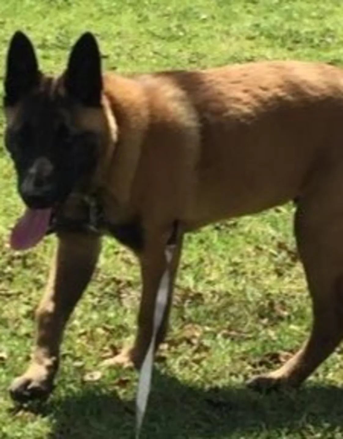 Jonathan's staff photo from Telegraph Canyon Animal Medical Center, whom Jonathan is German Shephard at their facility Jonathan's staff photo from Telegraph Canyon Animal Medical Center, whom Jonathan is German Shephard at their facility