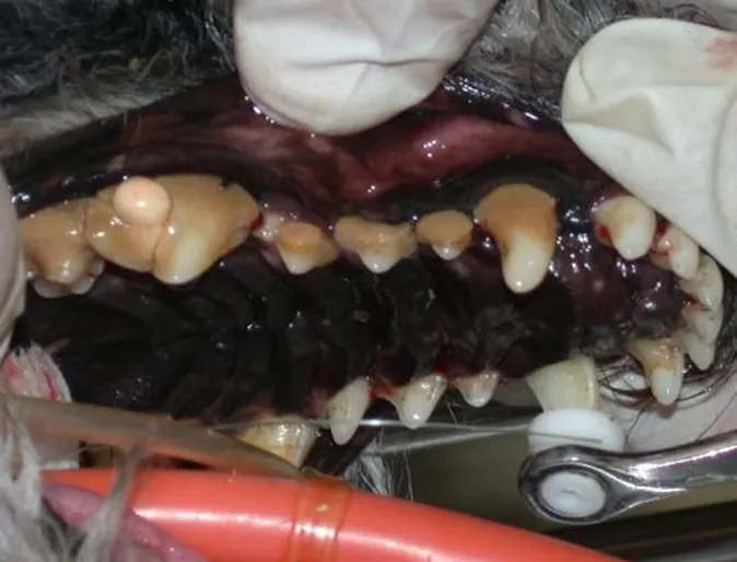 Tartar and Periodontal Disease in a canine Tartar and Periodontal Disease in a canine