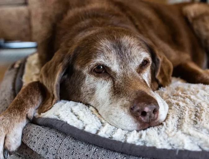 Old dog laying in bed Old dog laying in bed