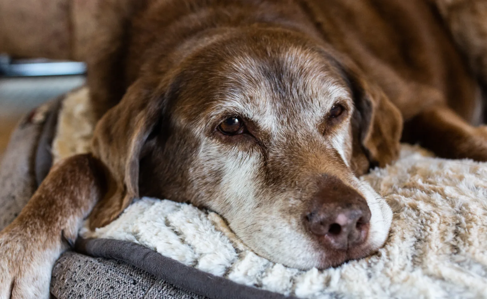 Old dog laying in bed 