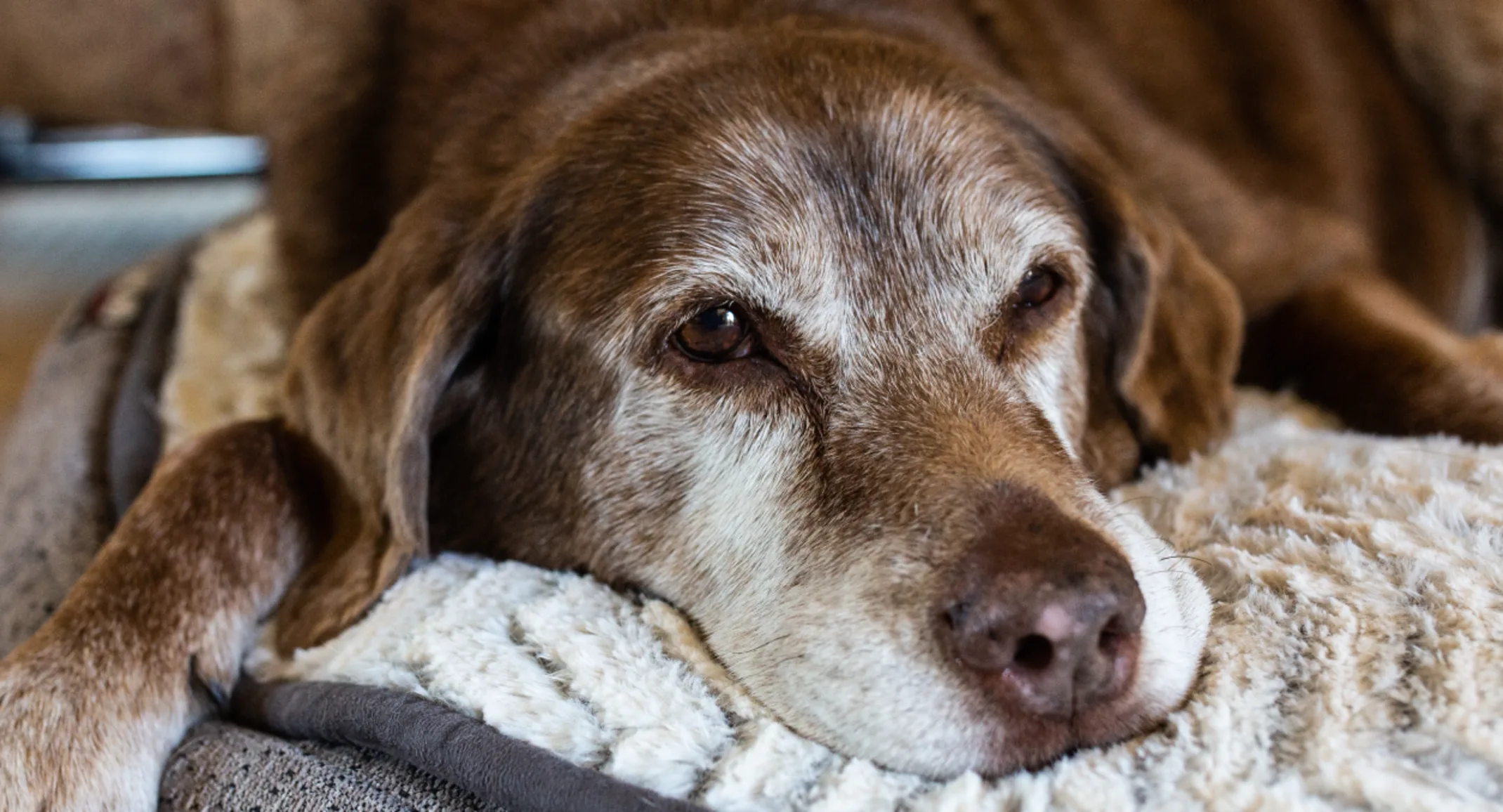 Old dog laying in bed 