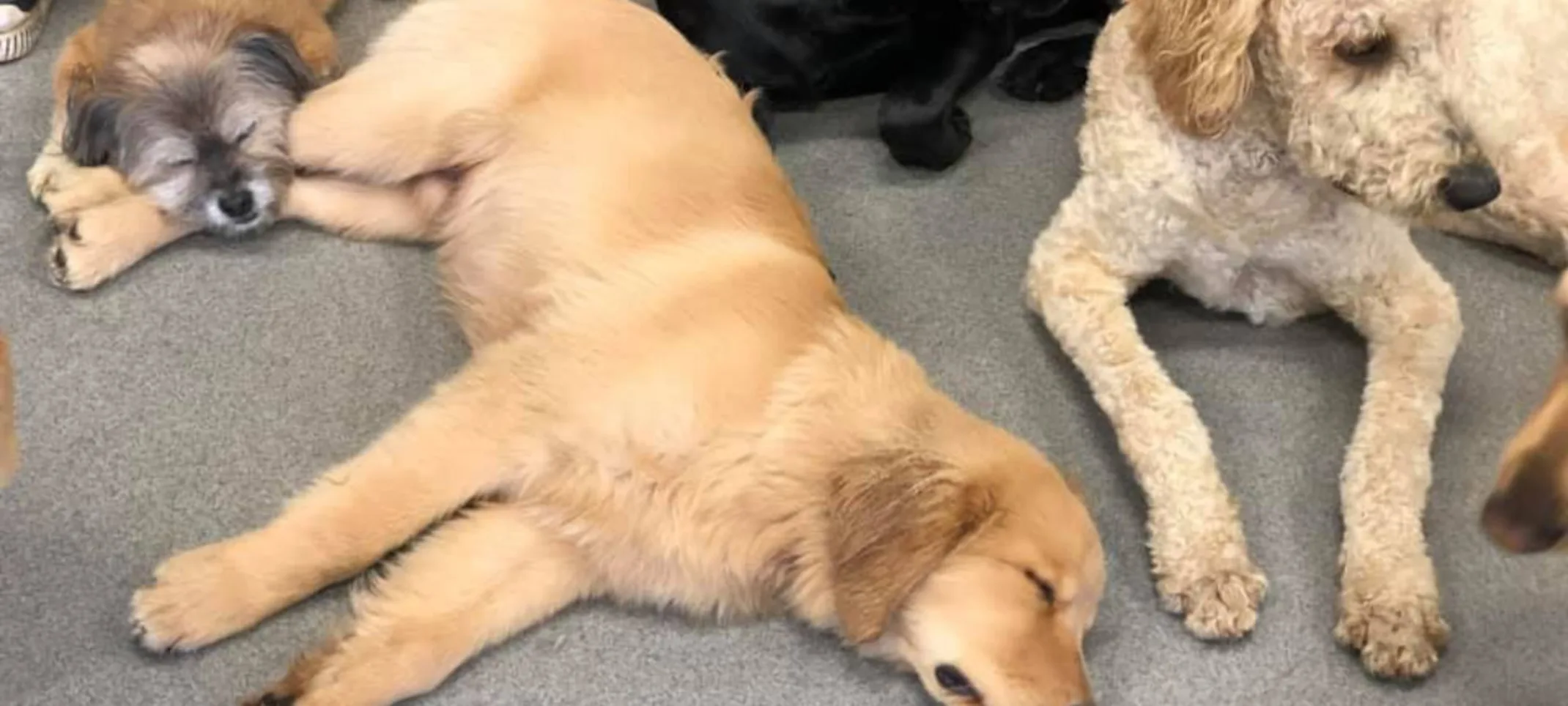 Dogs sleeping on the floor Dogs sleeping on the floor