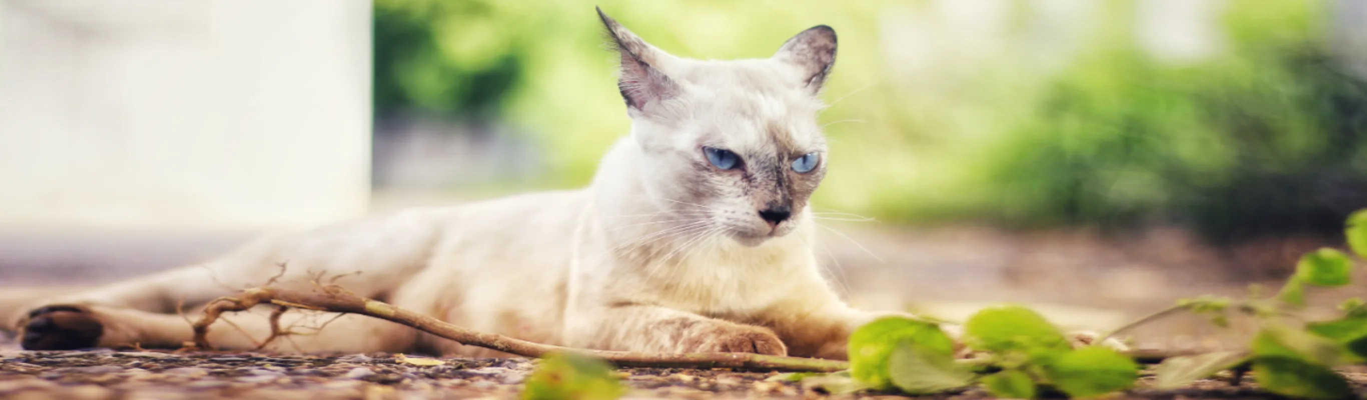 White Cat with Blue Eyes Lying Down Outside