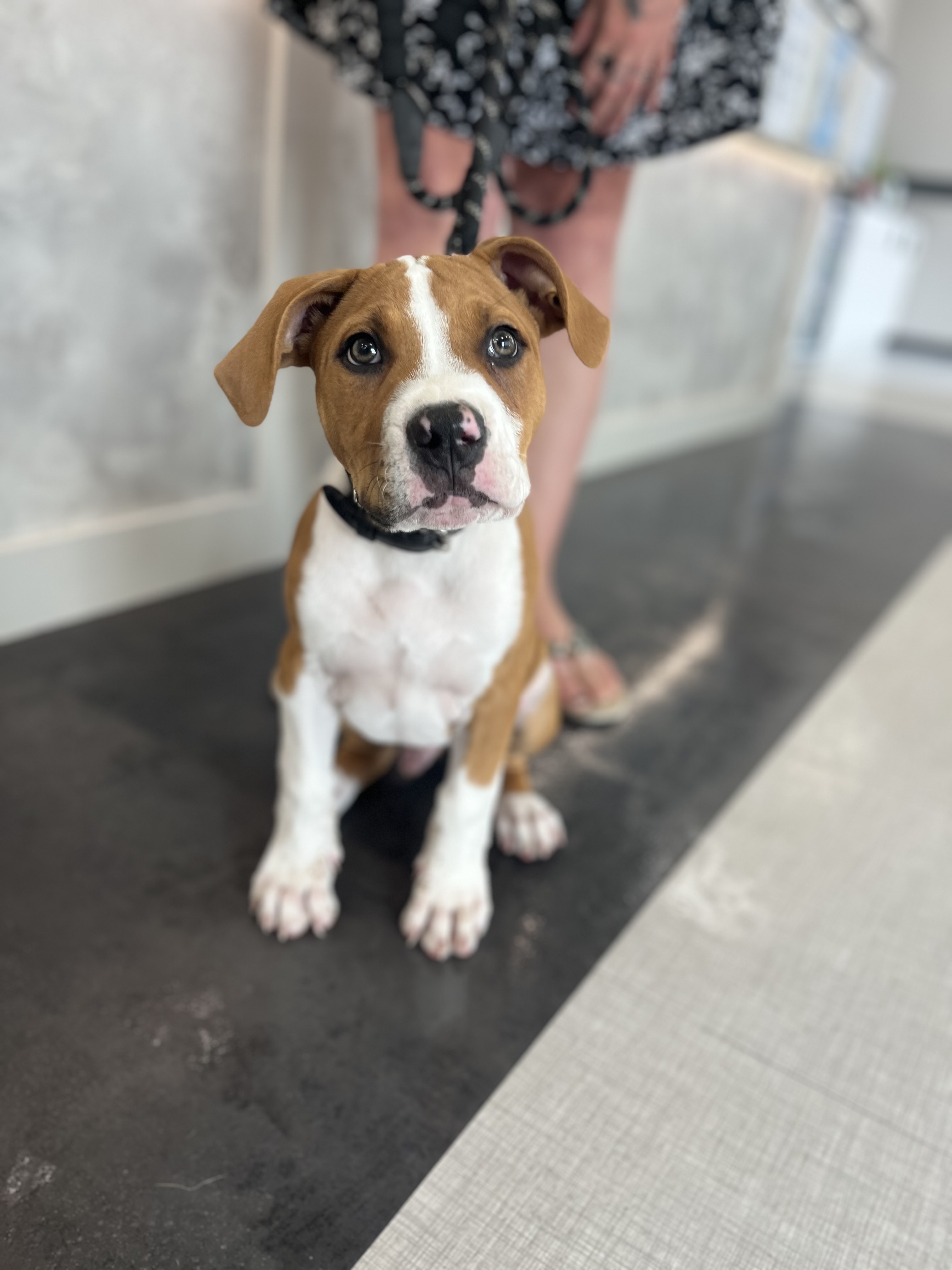 a white and brown dog