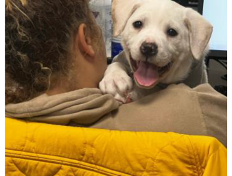 Dog looking over a shoulder