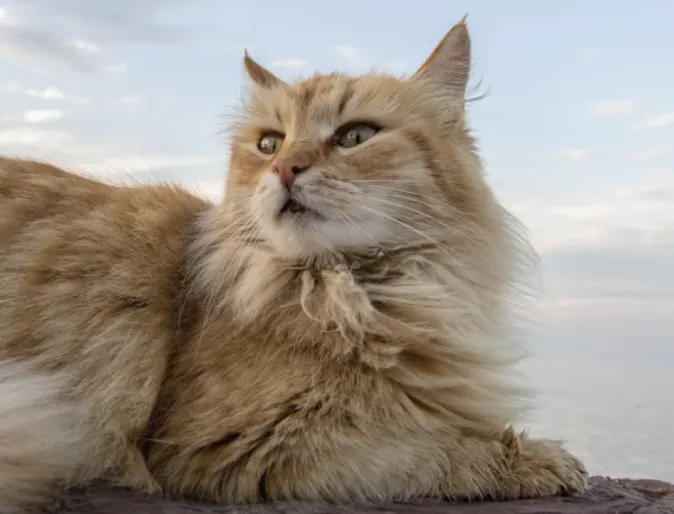 Fluffy orange cat sitting on some rocks at the ocean.