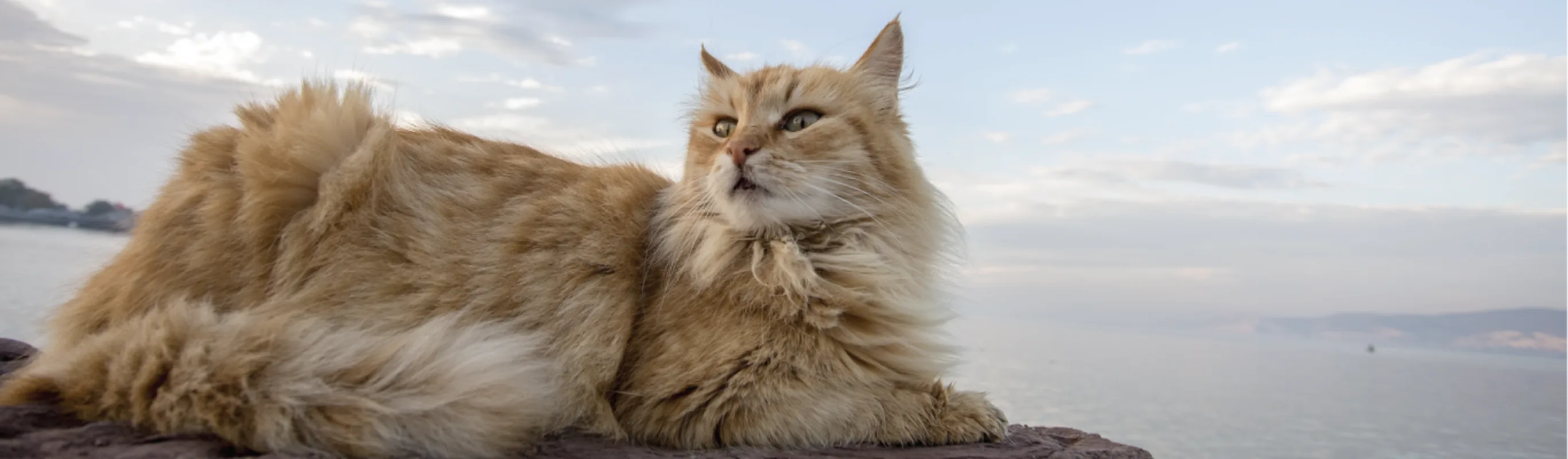 Fluffy orange cat sitting on some rocks at the ocean. Fluffy orange cat sitting on some rocks at the ocean.