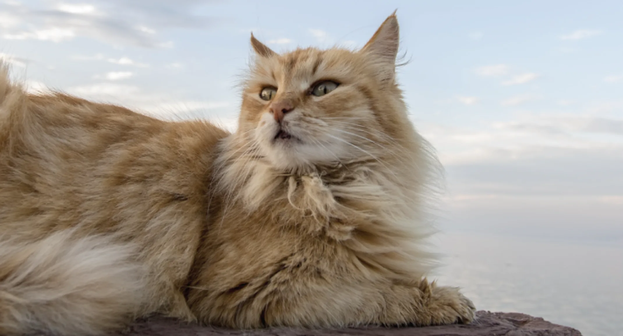 Fluffy orange cat sitting on some rocks at the ocean.