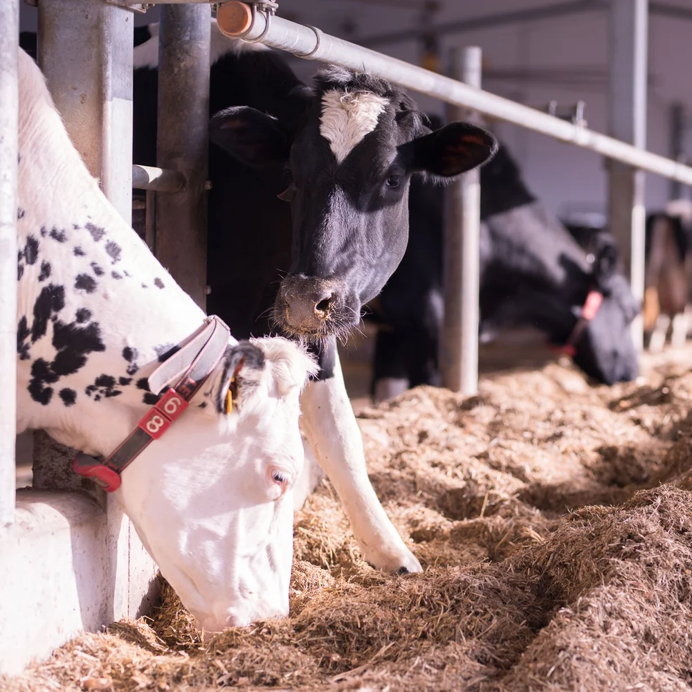 cows in the farm