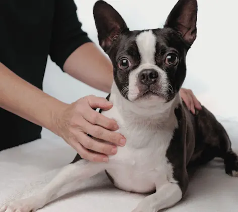 Boston terrier being help by technician Boston terrier being help by technician