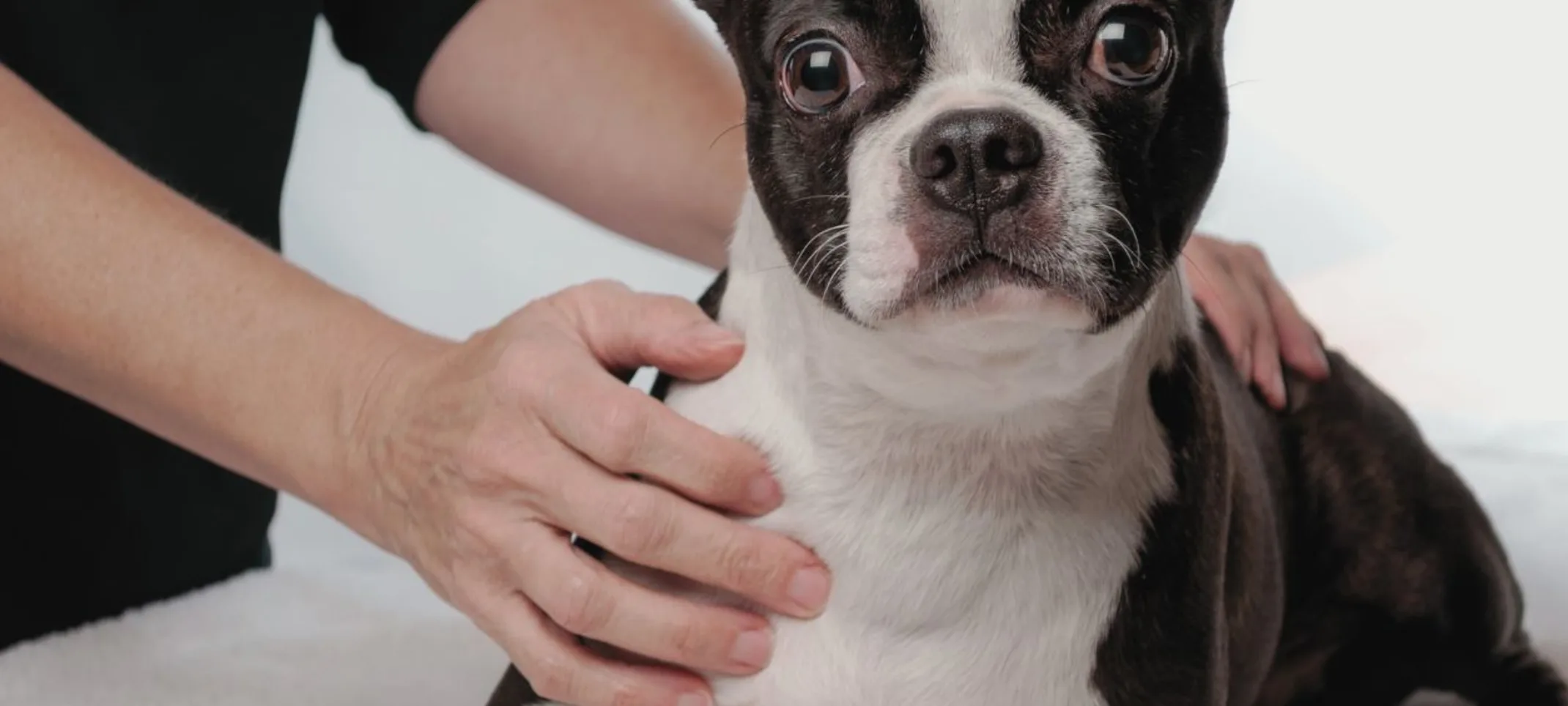 Boston terrier being help by technician Boston terrier being help by technician