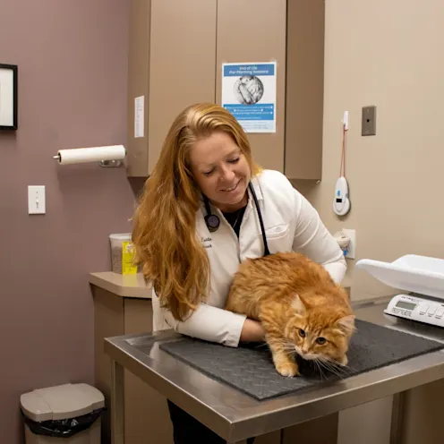 CG Cat Exam CG Cat Exam