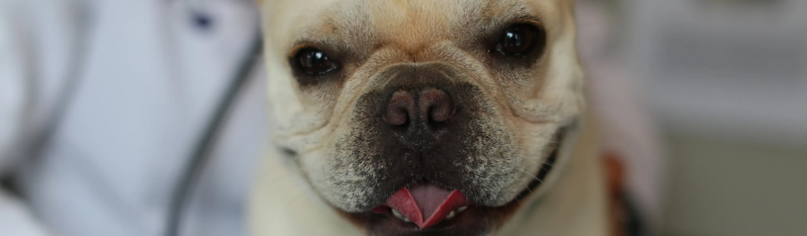 Staff member examining a small dog Staff member examining a small dog