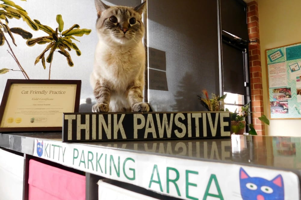 Kitty Parking Area at Care Animal Hospital