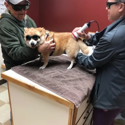 Little yellowish dog is on the medical table getting laser therapy by one of the staff members. They're human is with them wearing goggles with them too.