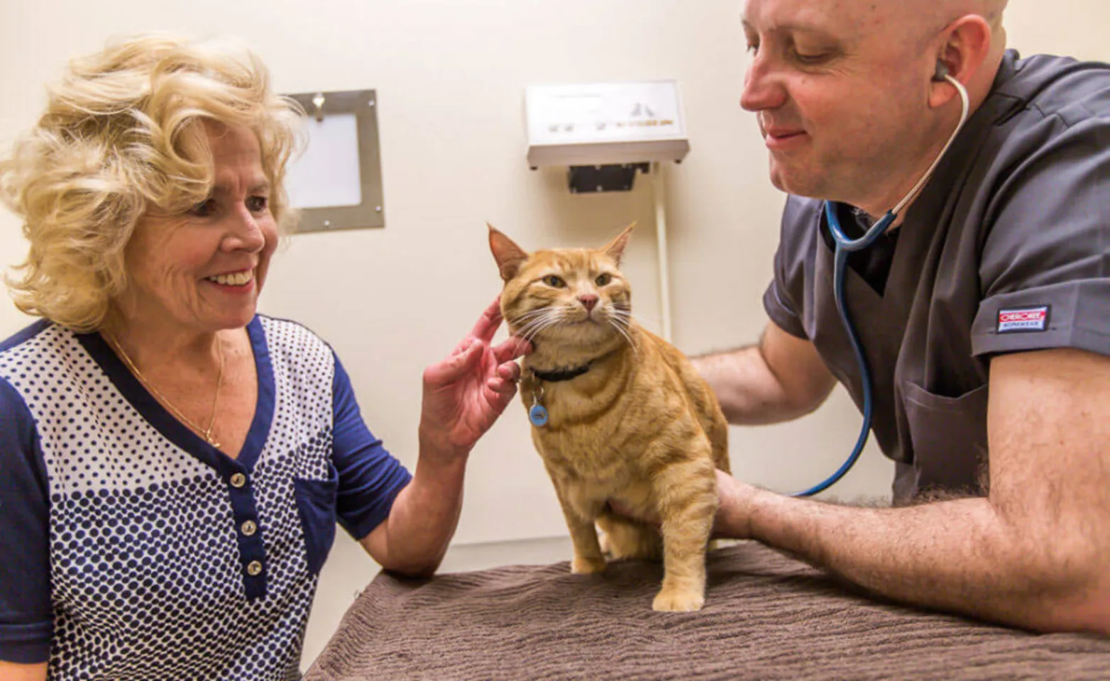 Veterinarian and pet parent caring for an orange cat Veterinarian and pet parent caring for an orange cat