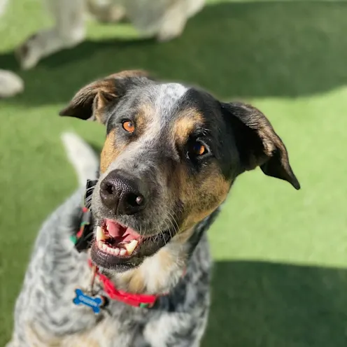 Spotted Dog with Mouth Open Spotted Dog with Mouth Open